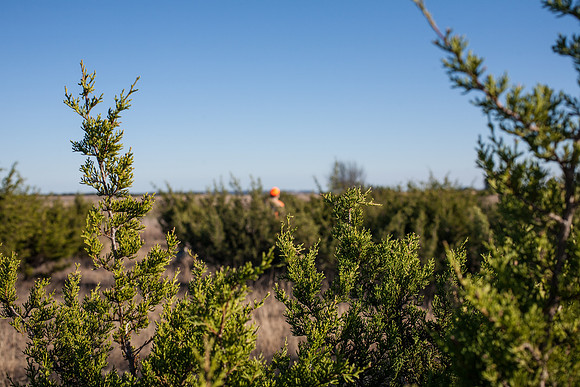 Glenrose, TX