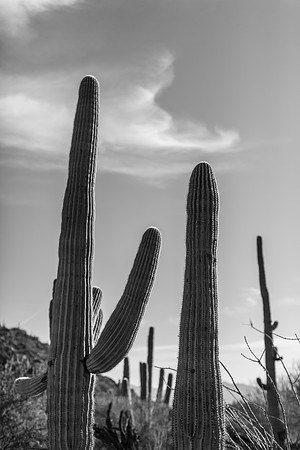 Tuscon, AZ