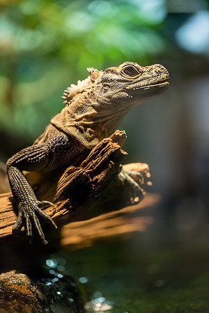 Fort Worth Zoo