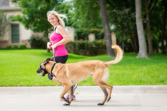 Dog Training