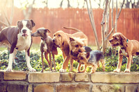 Pets