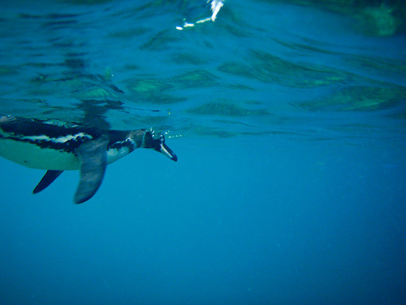 Galapagos
